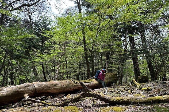 Forest Bathing and Mt. Fuji Views: Private Hiking Experience from Gotemba photo 2