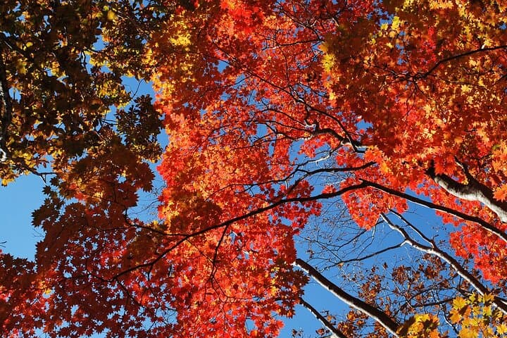 Forest Bathing and Mt. Fuji Views: Private Hiking Experience from Gotemba photo 5