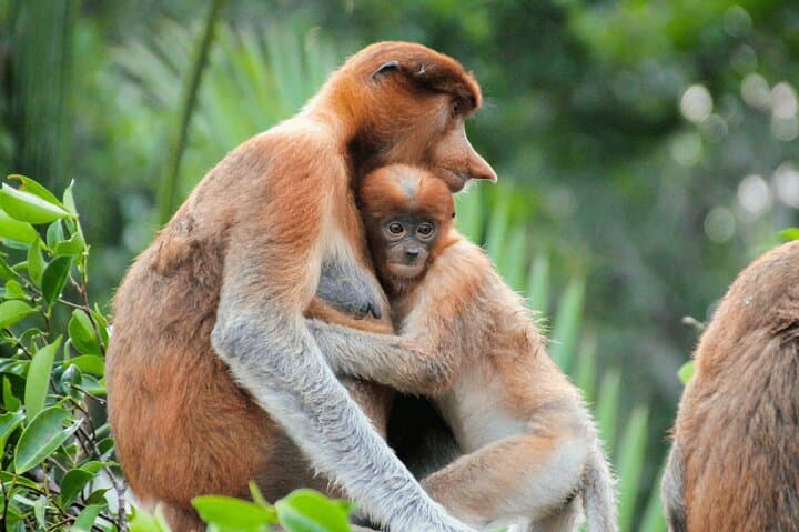 Brunei Mangrove River Safari: Kampong Ayer & Proboscis Monkey Cruise
