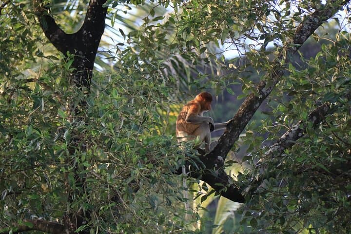 Brunei Mangrove River Safari: Kampong Ayer & Proboscis Monkey Cruise photo 2