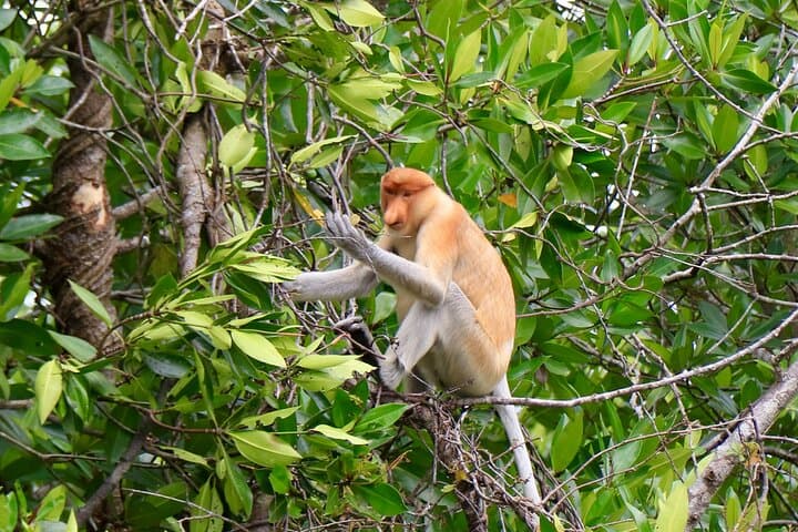 Brunei Mangrove River Safari: Kampong Ayer & Proboscis Monkey Cruise photo 3