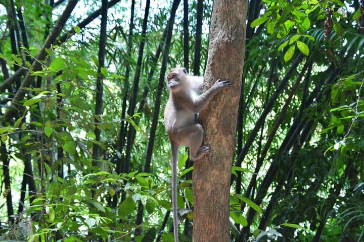 Khao Sok Half-Day Jungle Escape: Sunset Trek, Waterfall Swim & Night Walk photo 5
