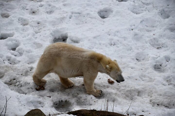 Ranua Wildlife Park Day Trip from Rovaniemi: Private Transport, Arctic Animals & Lunch photo 1