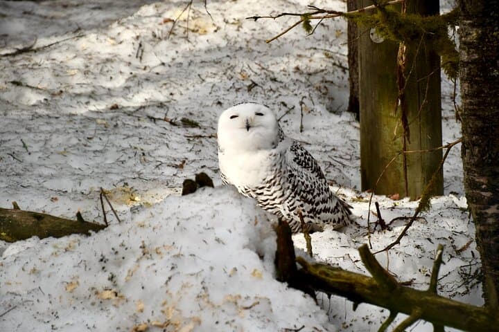 Ranua Wildlife Park Day Trip from Rovaniemi: Private Transport, Arctic Animals & Lunch photo 2