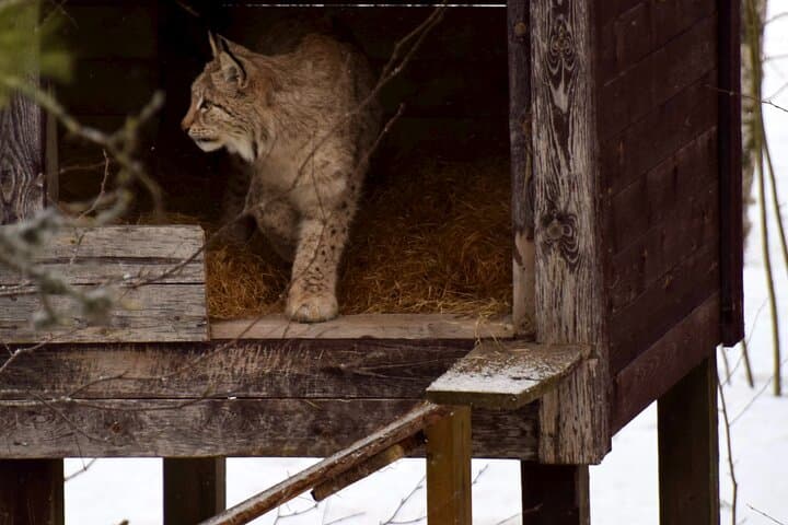 Ranua Wildlife Park Day Trip from Rovaniemi: Private Transport, Arctic Animals & Lunch photo 3