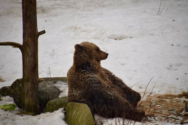 Ranua Wildlife Park Day Trip from Rovaniemi: Private Transport, Arctic Animals & Lunch photo 4