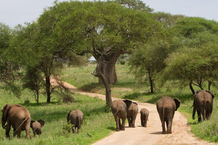 Day Safari to Tarangire National Park from Arusha: Elephants, Baobabs & River Game Drives