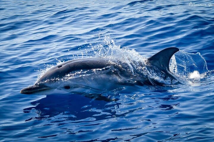 Monaco Whale Watching Cruise — Pelagos Sanctuary Boat Tour from Monte‑Carlo photo 1