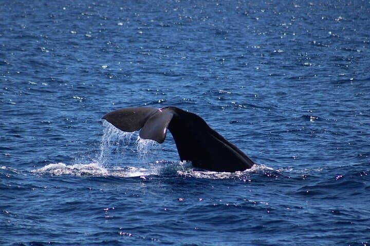 Monaco Whale Watching Cruise — Pelagos Sanctuary Boat Tour from Monte‑Carlo photo 3