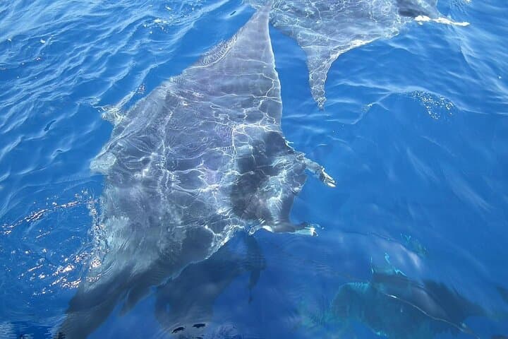 Monaco Whale Watching Cruise — Pelagos Sanctuary Boat Tour from Monte‑Carlo photo 4