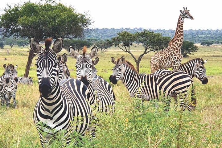 Day Safari to Tarangire National Park from Arusha: Elephants, Baobabs & River Game Drives photo 6