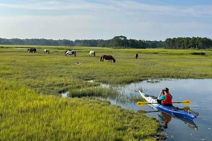 Chincoteague Kayak Rentals Around Assateague Island — Paddle to Wild Ponies & Coastal Wildlife photo 3