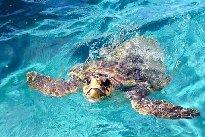 Zakynthos Turtle-Spotting & Myzithres Sunset Cruise — Glass-Bottom Boat Experience photo 5