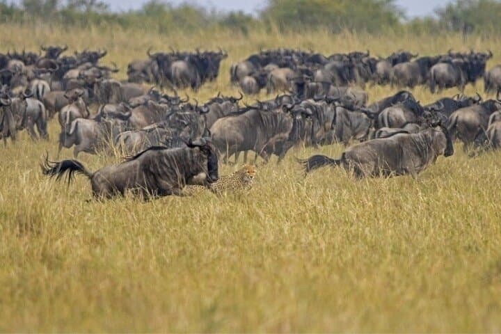 3-Day Maasai Mara Migration Safari: Big Five & Wildebeest River Crossings photo 5