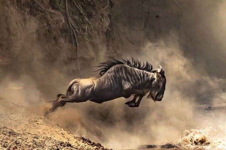 3-Day Maasai Mara Migration Safari: Big Five & Wildebeest River Crossings photo 2