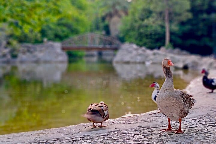Sunrise Pilates in Athens' National Garden: Gentle Core Work Among Ancient Trees photo 4