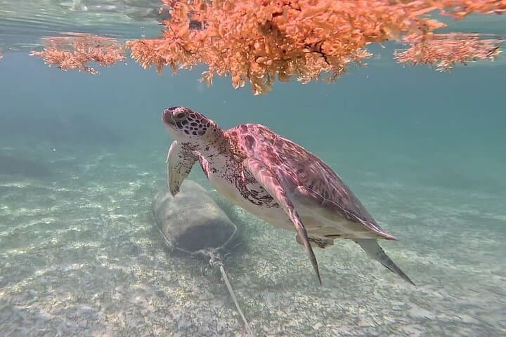 Tulum Ruins, Akumal Turtles & 3 Cenotes — Riviera Maya Day Tour photo 2