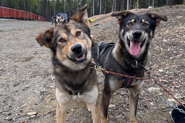Anchorage Authentic Dog Sledding Experience with an Iditarod Legacy photo 2