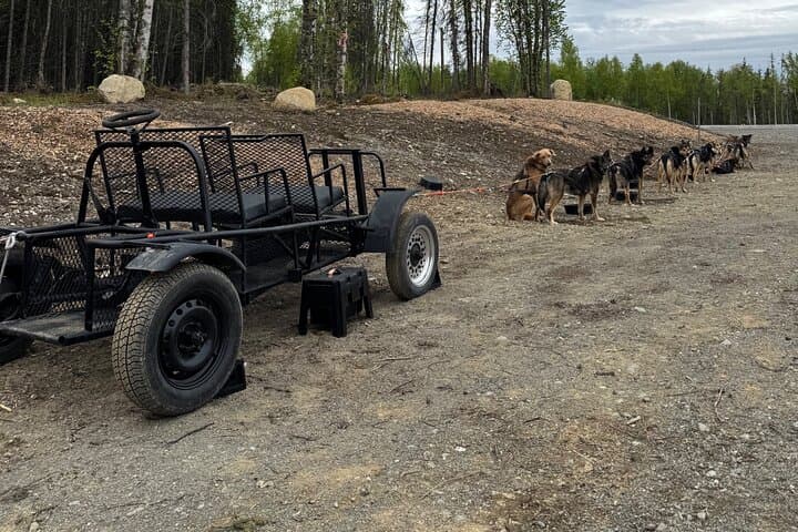Anchorage Authentic Dog Sledding Experience with an Iditarod Legacy photo 3