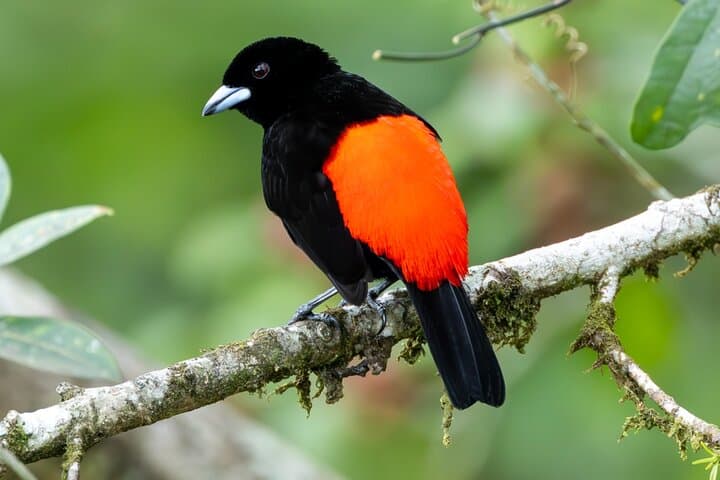 KM18 Cloud Forest Birdwatching & Botany Tour from Cali photo 4