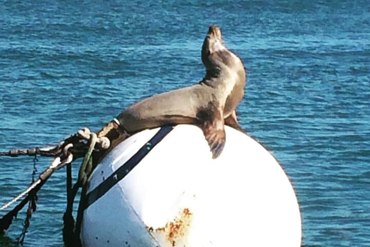 San Diego Classic Sailboat Cruise — Small Group, Snacks & Drinks Included photo 3