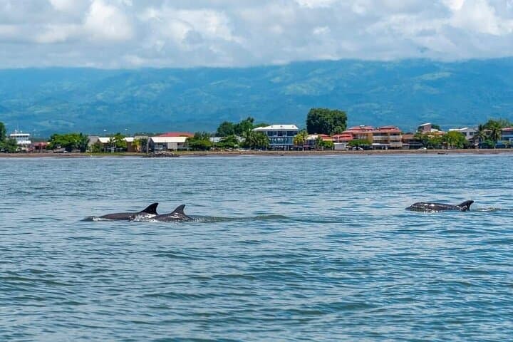Tortuga Island Day Trip from Puntarenas: Snorkel, Dolphins & Spider Monkeys photo 4