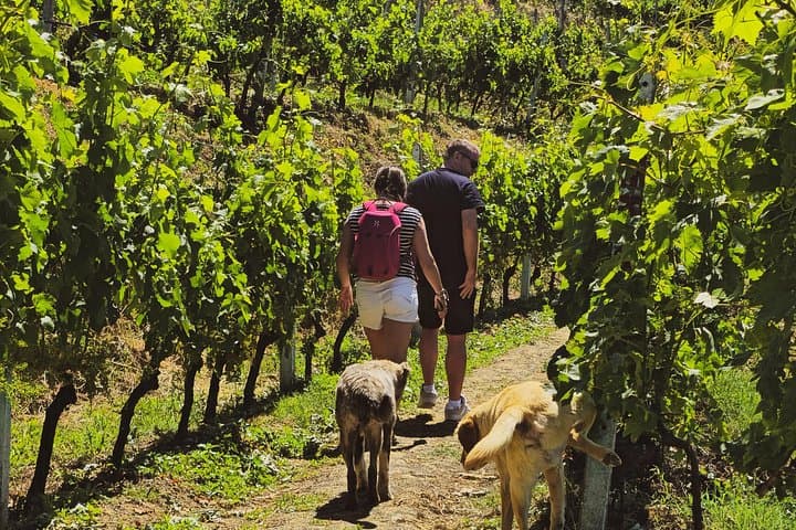 Durres Vineyard Day Trip: Wine Tasting and Lakeside Boat Tour Near Tirana photo 3