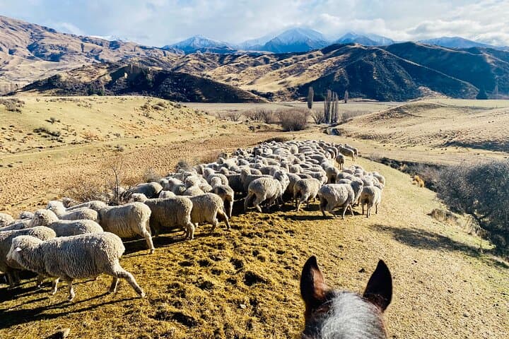 Gold Discovery Horse Trek in Cardrona Valley: 2-Hour Scenic Ride from Wanaka photo 4