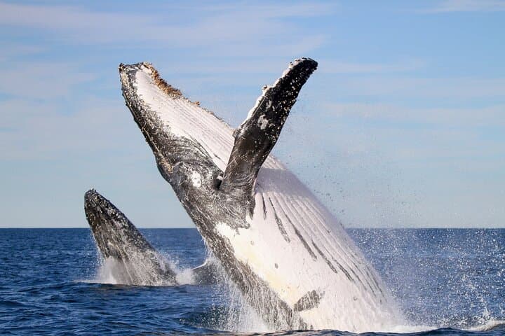 Newcastle Humpback Whale Encounter — 2-Hour Eco Cruise for Whale Watching