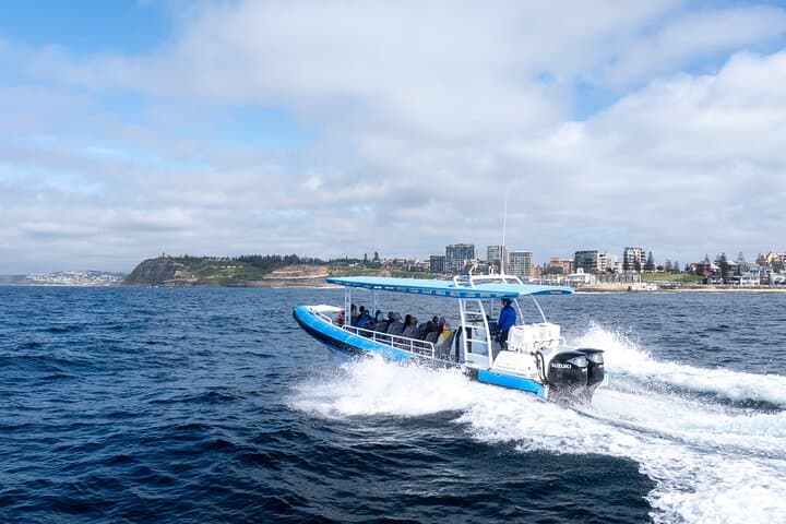 Newcastle Humpback Whale Encounter — 2-Hour Eco Cruise for Whale Watching photo 2