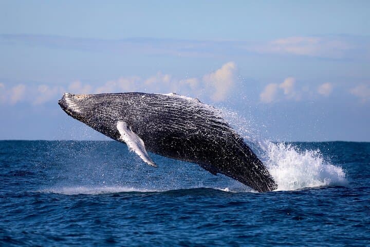 Newcastle Humpback Whale Encounter — 2-Hour Eco Cruise for Whale Watching photo 3