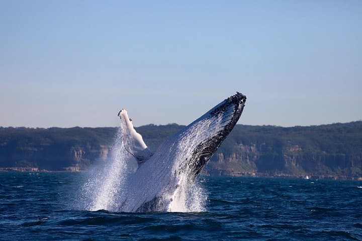 Lake Macquarie Whale Watching: Humpback Discovery Tour from Swansea photo 6