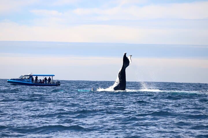 Lake Macquarie Whale Watching: Humpback Discovery Tour from Swansea photo 4