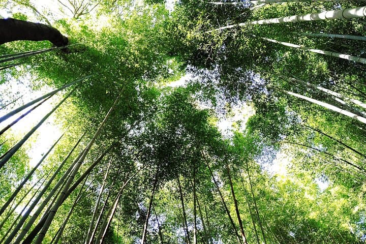 Serene Morning Walk in Arashiyama Bamboo Grove — Kyoto Dawn Tour photo 2