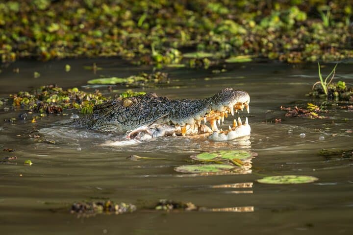 Adelaide River Jumping Crocodile Cruise from Darwin — Half-Day Wildlife Tour photo 2