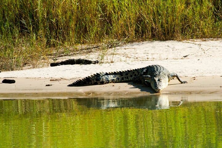 Adelaide River Jumping Crocodile Cruise from Darwin — Half-Day Wildlife Tour photo 6
