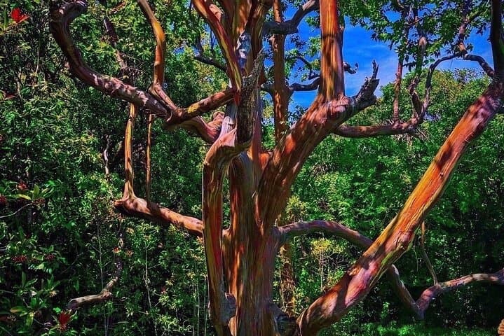 Come Hike Maui with Me: Small-Group Rainforest and Waterfall Hikes on Maui photo 3