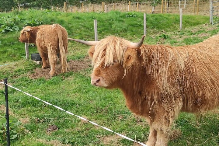 Invergordon Private Tour: Loch Ness, Cawdor Castle, Culloden & Clava Cairns photo 5