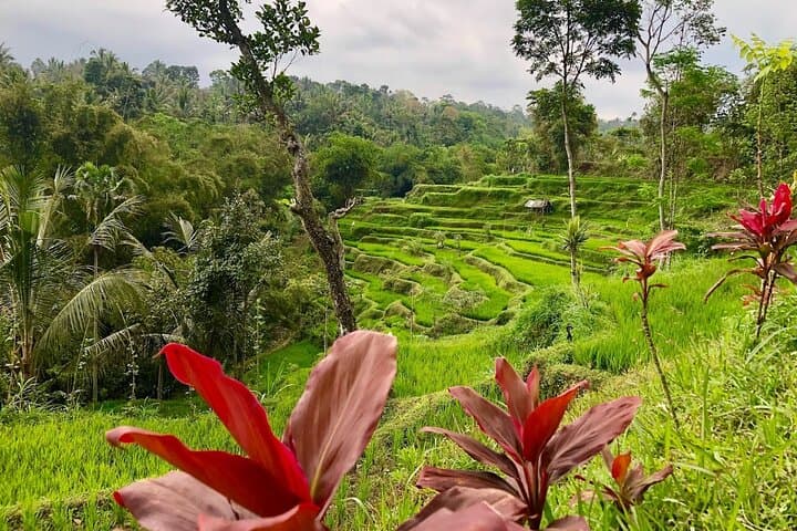 Tetebatu Walking Tour: Rice Terraces, Hidden Waterfalls & Mount Rinjani Views photo 2