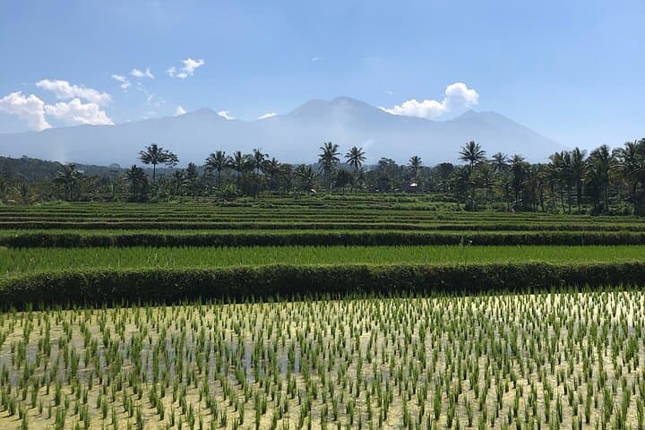 Tetebatu Walking Tour: Rice Terraces, Hidden Waterfalls & Mount Rinjani Views photo 3