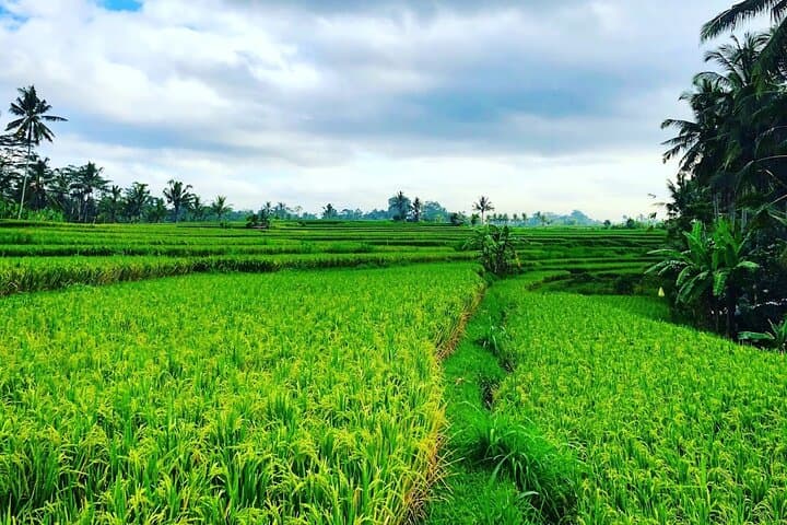 Tetebatu Walking Tour: Rice Terraces, Hidden Waterfalls & Mount Rinjani Views photo 5