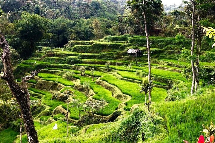Tetebatu Walking Tour: Rice Terraces, Hidden Waterfalls & Mount Rinjani Views photo 6
