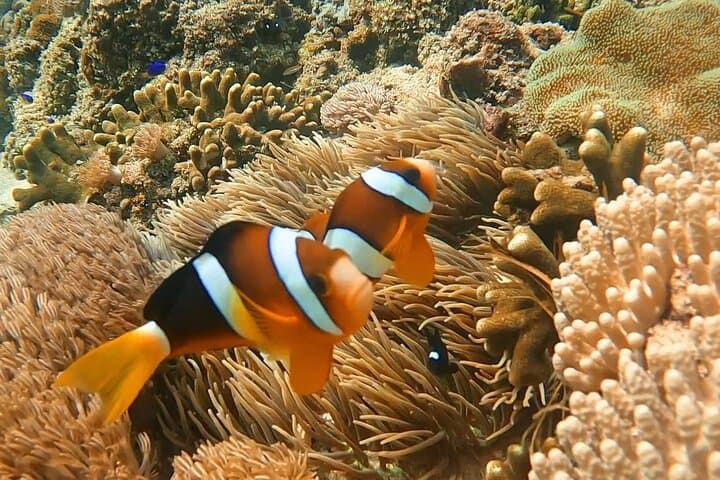 Bali Blue Lagoon Snorkeling: Shared Transfers to Tanjung Jepun with Lunch photo 5