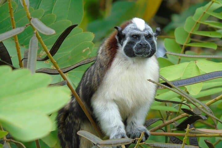 Panama Canal Boat Safari to Monkey Island & Fruit Market photo 2