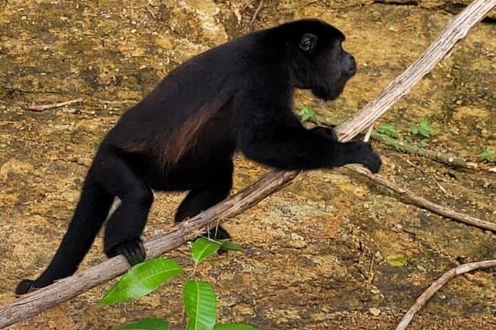 Panama Canal Boat Safari to Monkey Island & Fruit Market photo 6