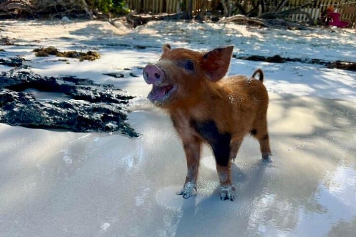 Fast Track Swimming Pigs Encounter — Rose Island Express from Nassau photo 4