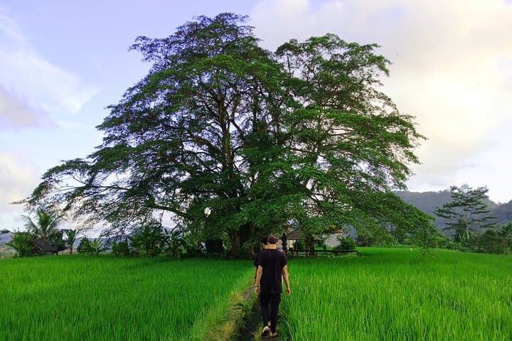 Sidemen Trekking: Rice Terraces, Temples & Mount Agung Views