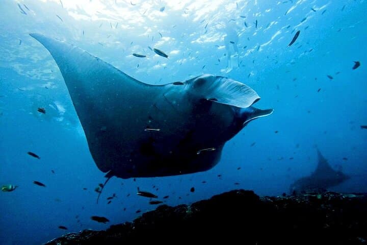 Manta Snorkel Half-Day from Nusa Penida: Manta Bay, Crystal Bay & Gamat photo 5