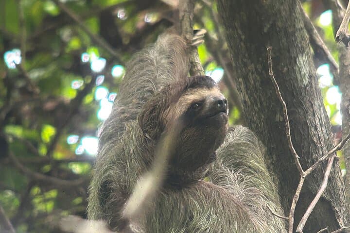 Manuel Antonio National Park Guided Tour: Wildlife, Beaches & Forest Trails photo 2