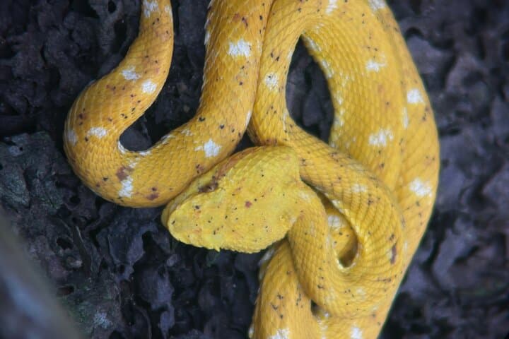 Manuel Antonio National Park Guided Tour: Wildlife, Beaches & Forest Trails photo 3
